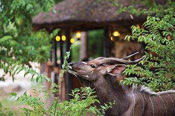Motswari Private Game Reserve - Timbavati Klaserie Private Nature Reserve Exterior foto